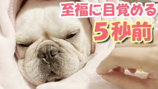 I tried to bring a snack closer to a sleeping dog【frenchbulldog】