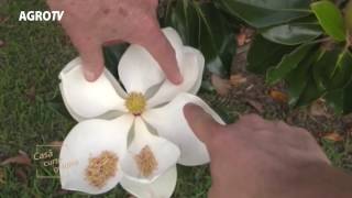 Magnolia Grandiflora, totul despre plantare si intretinere