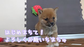 【豆柴】子犬　11/30　女の子♀　摂州宝山荘　mameshiba dog Puppy （mame shiba inu)