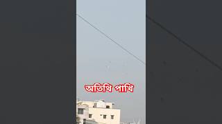 আকাশে এক যাক অতিথি পাখির খেলা🐦 #পাখি #bird #birds #pakhi #shortvideo #nature @jasminroaster #love