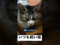 いつも眠い猫　　　 かわいい ねこ 眠い