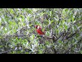 Cardinal Bird Call - Bird Sounds