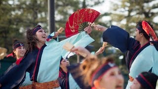 よさこい連「わ」＠第13回 京都さくらよさこい