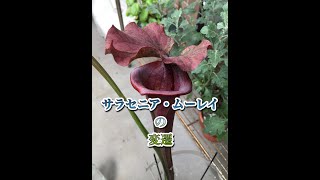 【食虫植物】サラセニア・ムーレイの変遷