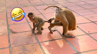 Why not laugh? so adorable baby monkey Saro and very funny 😂🥰