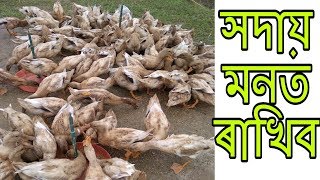 হাঁহ পালনত প্ৰথমতে জানিবলগীয়া কেইটামান অতি গুৰুত্বপূৰ্ণ কথা । লোকচান কিয় হয় ? আপোনি কৰিব যদি চাওঁক