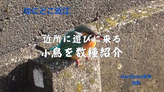 【NaniDoko淡海】2025小鳥：近所に遊びに来る小鳥を紹介《巡ろう近江》