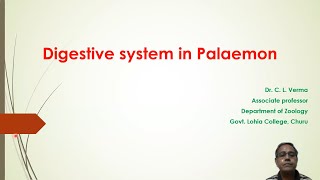 Digestive system of Palaemon (prawn)