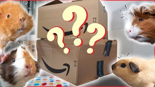 Guinea Pigs React to Surprise Amazon Haul!