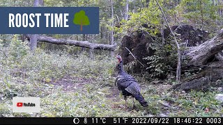 Turkey Readies Himself to Roost (Trail Cam Video)