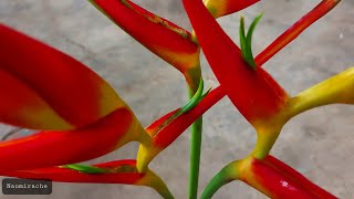 Heliconia latispatha (False Birds-of-Paradise)