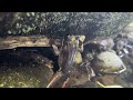 @trinamason 4k relaxing nature asmr frog under a rock stunning creation august 13 2023 4 15pm waters