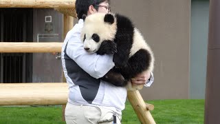 【アドベンチャーワールド🐼】激可愛♥ 安心している表情♥ 飼育員さんに優しく抱えられて、帰っていく🐼 #彩浜