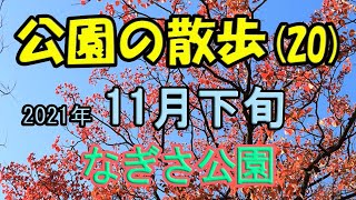 なぎさ公園の散歩　どんぐり　ジニア　コスモス　オステオスペルマム　紅葉　ブイロクの木　はなちゃん　など　１１月下旬　公園の散歩(20)　「花から」