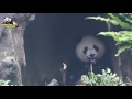 20160206圓仔在樹洞吃烤魚嗎 是茄苳樹樹幹啦 the giant panda yuan zai