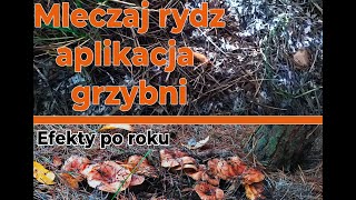 Jak zasiać grzyby w ogrodzie? Mleczaj Rydz - mikoryza