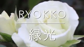 緑光　Ryokko