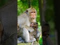 Mother Hugs & Comforts Her Baby With Deep Loves #cute #lovely #monkey #pets