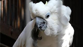 【動物園の鳥】アオメキバタン（大宮公園小動物園　令和元年11月2日）