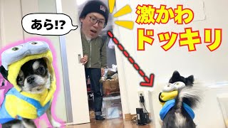 【ドッキリ】帰宅すると愛犬がミニオンになってたら...