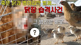 몇년동안 계속 닭장을 침입한 침입자를 잡았습니다. 그런데 #동물농장