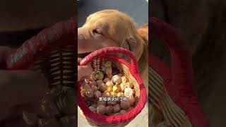 抠门小狗 大宠爱犬升级汪宠爱 汪宠爱