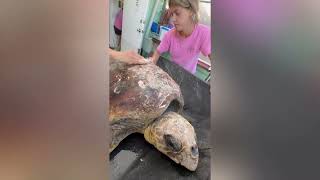 Benson’s Barnacle Removal: A Critical Step in Sea Turtle Care