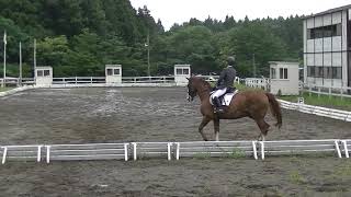 全日本学生賞典馬場馬術競技 2番 松尾拓見＆雪奏