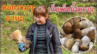 เก็บเห็ดผึ้งหวานที่อังกฤษเยอะมากๆ มีแต่ดอกอวบๆอ้วนๆกรี๊ดกันป่าแตก Picking Mushrooms🍄🍄Ep1.