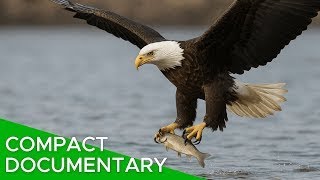 🦅 EVERYTHING You Didn't KNOW ABOUT EAGLES!‼️| Eagle Documentary