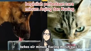 Ternyata begini perbedaan cara minumnya Kucing dan Anjing