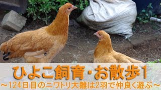 ひよこ飼育81・お散歩1～124日目のニワトリ大雛は2羽で仲良く遊ぶ～