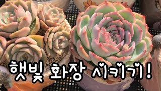 다육이 햇빛화장시키기! #korean succulent 겨울이지만 햇빛 좋은날은 햇빛보여주세요!