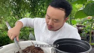 红宝石圆叶葡萄很适合家庭种植，全年不需要打药，一年可多次结果