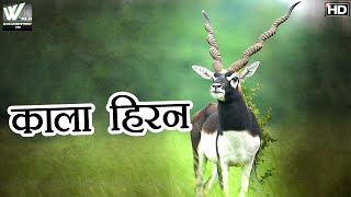 काला हिरण का रहस्य  | The Black Buck | Amazing facts about blackbuck | Hindi Documentary