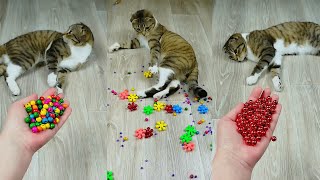 Funny Cat Barsik and Marbles Reverse Video ASMR