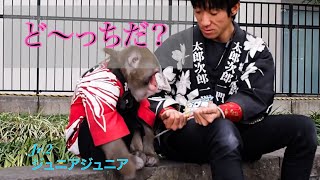 「ど〜っちだ？」Jr.2 / ジュニアジュニア at 上野公園 〜猿回し〜  日光さる軍団