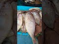 సముద్రం చేపలు గులివింద లు youtube sea fish seafood