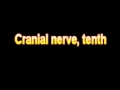 What Is The Definition Of Cranial nerve, tenth - Medical Dictionary Free Online