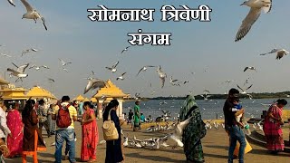 सोमनाथ में विदेशी पक्षी, સોમનાથમાં વિદેશી પક્ષીઓ,foreigner Birds visit at somnath triveni sangam