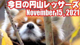 【レッサーパンダ】今日の円山レッサーズ　November 15 , 2021　Red Pandas at Maruyama Zoo