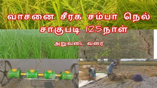 #சீரக சம்பா நெல் சாகுபடி # வாசனை சீரக சம்பா #இயற்கை வழி விவசாயம் #seeraga Samba Neel #paddy #video