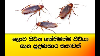 ඔබේ ගෙදර සිටින ලොව ශක්තිමත්ම ජීවියා ගැන පුදුම හිතෙන ඔබ නොදත් කතා cockroaches