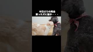 半日ぶりに再会に猫がこうなった...#shorts