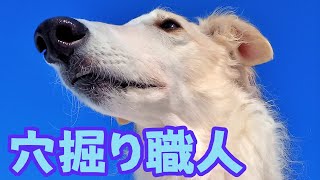 【ボルゾイ】雪遊びは楽しい 穴掘り職人犬の本気【大型犬】【超大型犬】