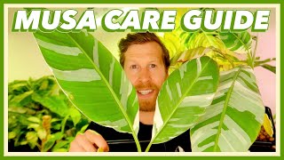Variegated Banana Leaf | Musa AE Variegata Care Guide