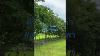 ปลูกต้นไม้บนคันนา #คันนาทองคำ #ไม้ป่า  #สุรินทร์