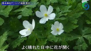 野木神社でニリンソウ満開 野木