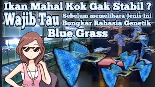 Wajib Tau Rahasia Genetik Ikan Guppy Blue Grass Untuk Mencetak Kualitas Dan Stabil Biru