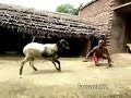 man vs goat